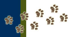 Feet
