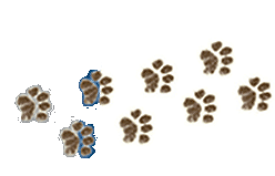 Feet