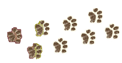 Feet