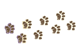 Feet