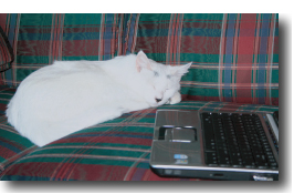 Cat with computer