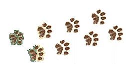Foot Steps