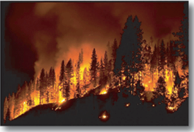 Forest Fire