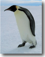 Penguin