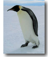 Penguin