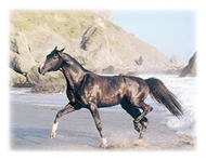 horse