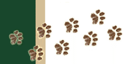 Foot Steps