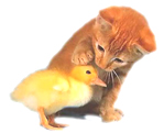 Cat and Chick